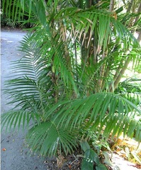 Calamus Species, Filipino Rattan Palm
