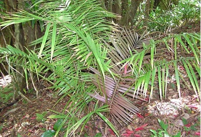Mountain Nibung Palm