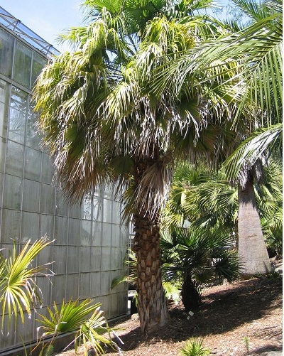 Brahea Hybrid, Rock Palm