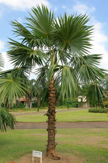 Coccothrinax Species, Thatch Palm