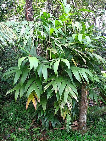 Geonoma Species, Palm, Palmicha, Suita