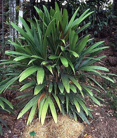 Calyptrocalyx Species, Hollrung Palm