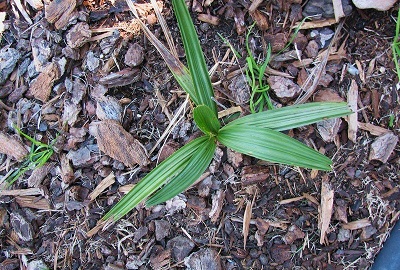 Trithrinax Species, Carandilla Palm