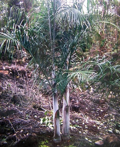 Ambositra Palm