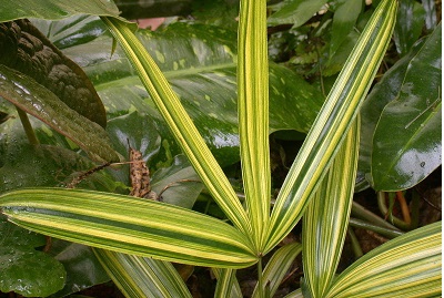 Rhapis, Bamboo Palm, Lady Palm Nanzan Nishiki