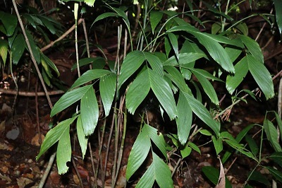 Areca Species, Malesiana Palm