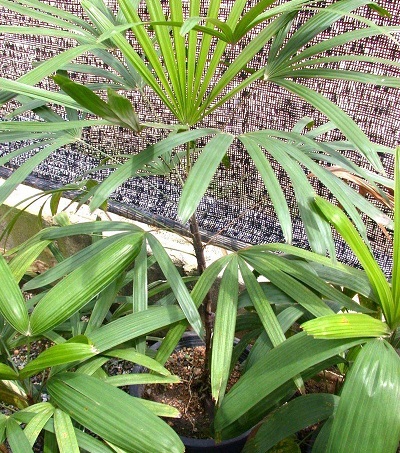 Rhapis Species, Guangxi Lady Palm, Robust Lady Palm