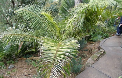 Attalea