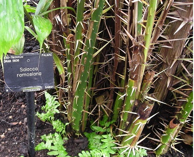 Salak Palm