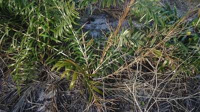 Allagoptera Species, Palm