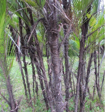 Awarra Palm, Tucum Palm