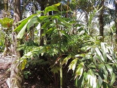 Brassiophoenix Species, Palm