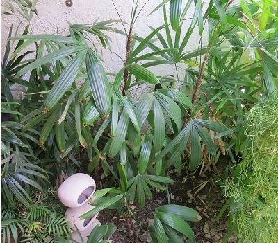 Rhapis, Bamboo Palm, Lady Palm Tenzan