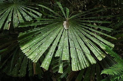 Licuala Species, Pala Palm