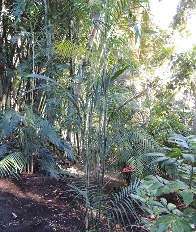 Chamaedorea, Palm Soledad