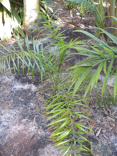 Syagrus Species, Jata Palm