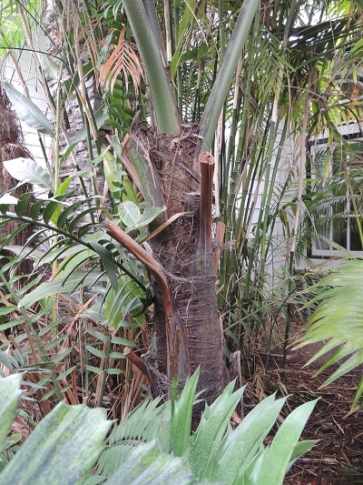 Caryota Species, Kiriwong Fishtail Palm