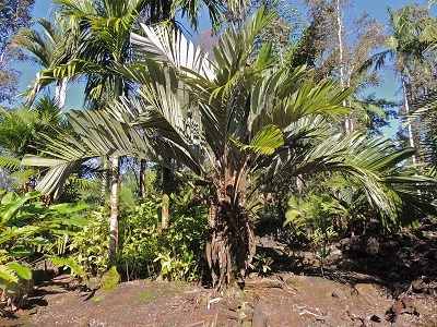 Astrocaryum Species, Brejauva Palm