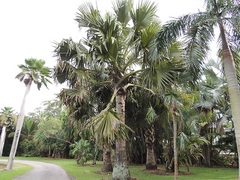 Borassus Species, Dimaka, Madagascar Palmyra Palm
