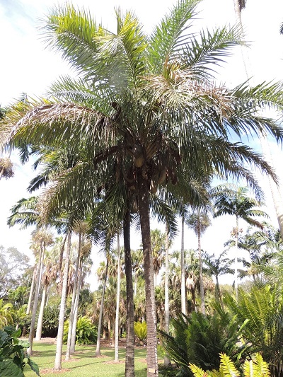 Syagrus Species, Coco-Babo, Palm