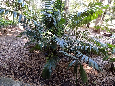 Arenga Species, Wild Sago Palm