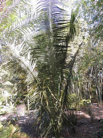 Attalea, Palm Tree