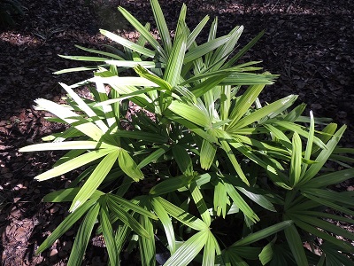 Rhapis, Bamboo Palm, Lady Palm Kinho Nishiki