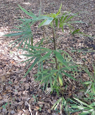 Rhapis Species, Lady Palm