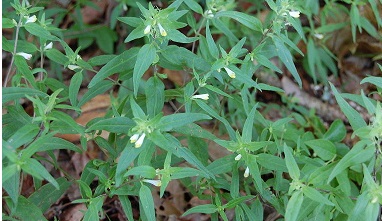 Melampyrum Species, Narrowleaf Cow Wheat