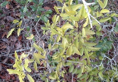 Tallow Wood, Hog Plum, Small Sourplum