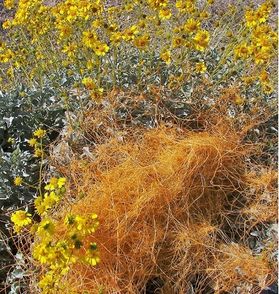 Cuscuta Species, Desert Dodder