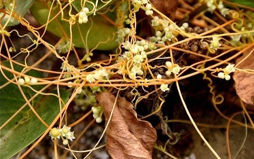 Dodder