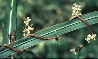 Japanese Dodder