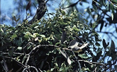 Golden Mistletoe