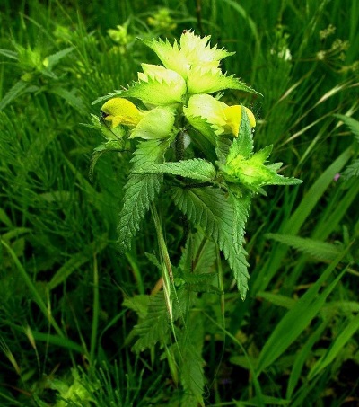 Rhinanthus Species, Greater Yellow Rattle