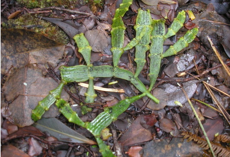 Hulumoa, Kaumahana, Hawaiian Mistletoe