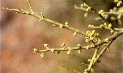 Exocarpos Species, Leafless Ballart