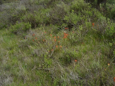 Castilleja Species, Coast Indian Paintbrush, Indian Paintbrush