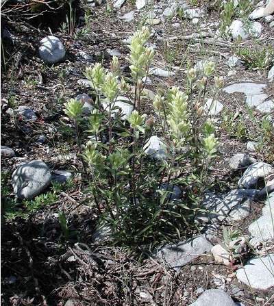 Castilleja Species, Boreal Indian Paintbrush, Lance-Leaved Paintbrush