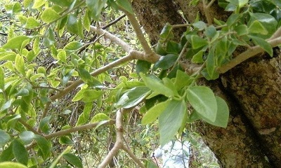 Tupeia Species, Brittle Mistletoe, Tupia, Pirita, White Mistletoe