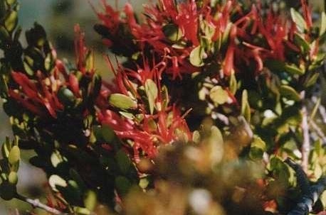 Peraxilla Species, Beach Mistletoe
