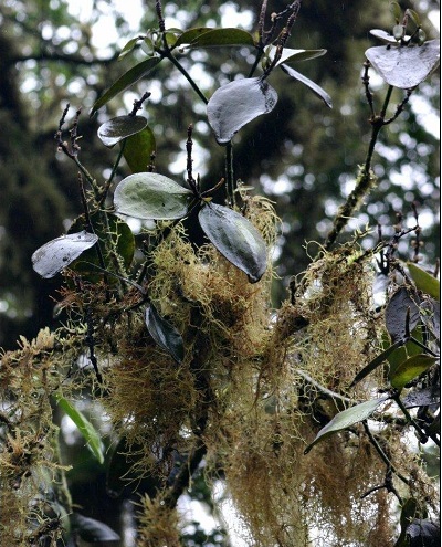 Phoradendron Species, Galapagos Mistletoe