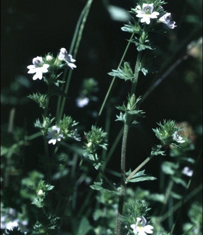 Euphrasia Species, Common Eyebright, Hairy Eyebright
