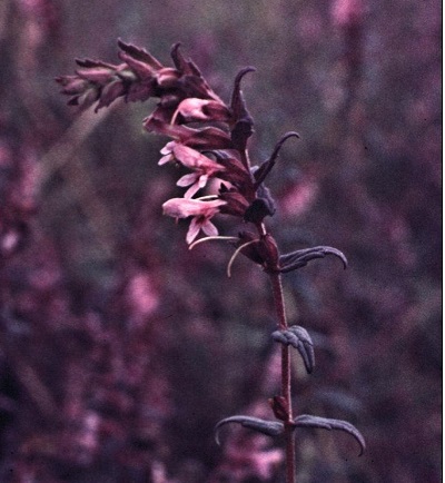 Odontites Species, Red Bartsia