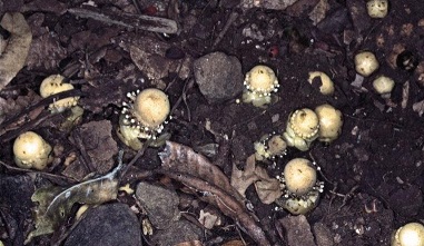 Balanophora Species, Fungus Root