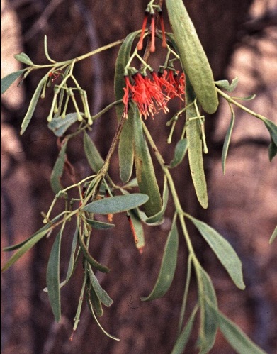 Amyema Species, Fleshy Mistletoe