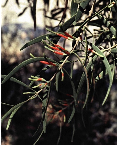 Lysiana Species, Harlequin Mistletoe
