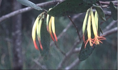 Dendrophthoe Species, Long-Flower Mistletoe