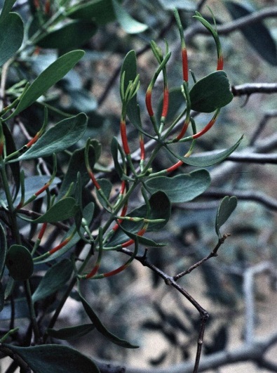 Lysiana Species, Flat-Leaved Mistletoe