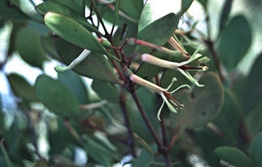 Muellerina Species, Coast Mistletoe